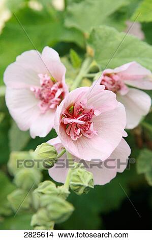 Picture - Close-up of blooming flowers . Fotosearch