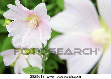 Stock Image - Close-up of blooming flowers . Fotosearch