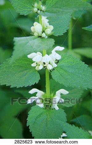 Close-up of blooming flowers  View Large Photo Image Stock Image - Close-up of blooming flowers . Fotosearch