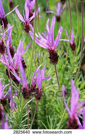Stock Image - Close-up of blooming flowers . Fotosearch