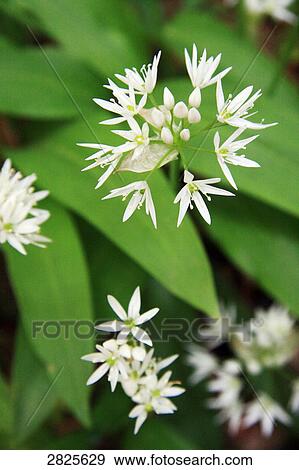Stock Photo - Close-up of blooming flowers . Fotosearch