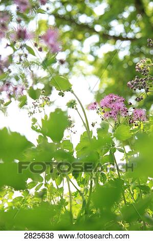 Stock Photo - Close-up of blooming flowers . Fotosearch