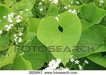 Close-up of blooming flowers View Large Photo Image Stock Photo - Close-up of blooming flowers . Fotosearch