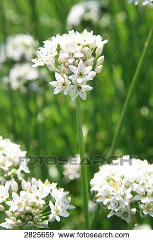 Stock Photo - Close-up of blooming flowers . Fotosearch