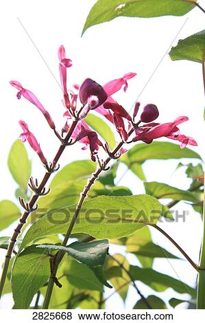Stock Photo - Close-up of blooming flowers . Fotosearch