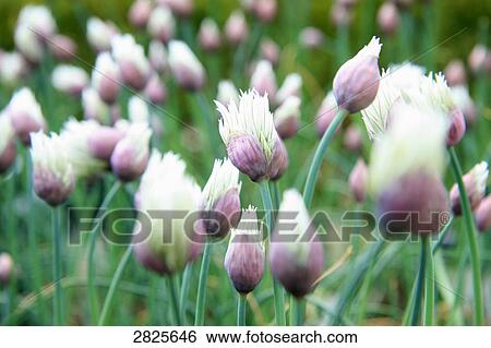 Stock Photograph - Close-up of blooming flowers . Fotosearch