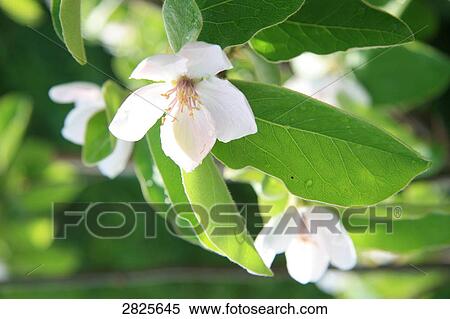 Stock Photography - Close-up of blooming flowers . Fotosearch