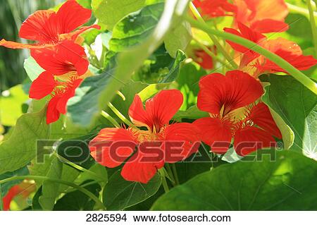 Picture - Close-up of blooming red flowers . Fotosearch