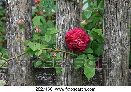 Close-up of blooming red rose View Large Photo Image Stock Photograph - Close-up of blooming red rose . Fotosearch