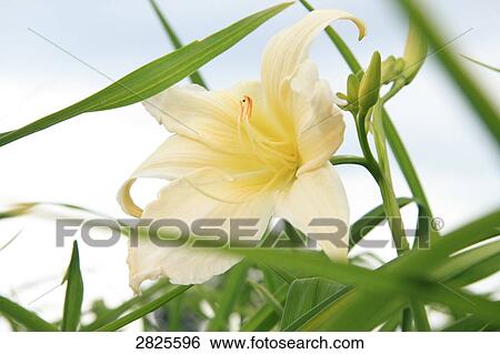 Stock Photograph - Close-up of blooming white flower . Fotosearch