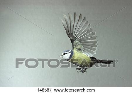 Stock Photo - Close-up of Blue Tit (Cyanistes caeruleus) in flight . Fotosearch