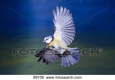 Stock Photo - Close-up of Blue Tit (Cyanistes caeruleus) bird in flight . Fotosearch