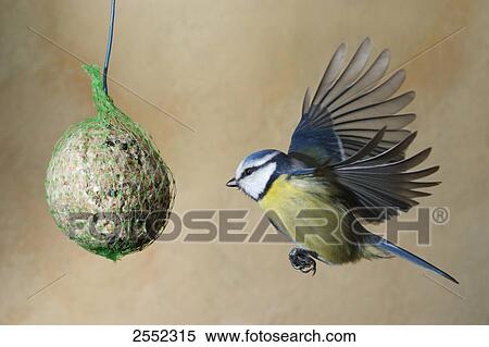 Stock Photography - Close-up of Blue Tit (Parus Caeruleus) hovering near fatball . Fotosearch