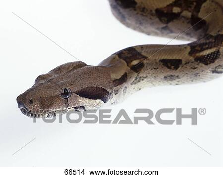 Picture - Close-up of Boa Constrictor on white background . Fotosearch