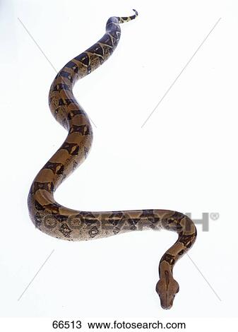 Stock Image - Close-up of Boa Constrictor on white background . Fotosearch