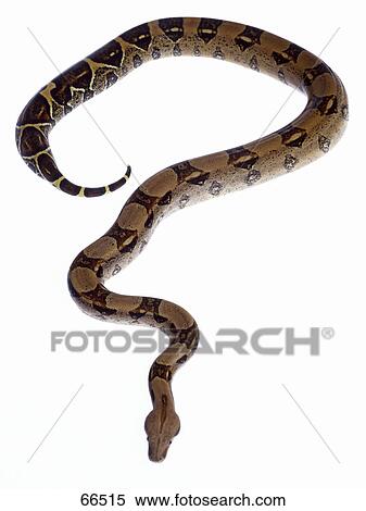 Stock Photography - Close-up of Boa Constrictor on white background . Fotosearch