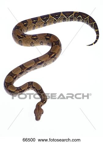 Stock Image - Close-up of Boa Constrictor snake on white background . Fotosearch