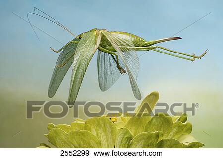 Close-up of Broad-winged Bush Katydid (Scudderia Pistillata) flying over flower View Large Photo Image Stock Photo - Close-up of Broad-winged Bush Katydid (Scudderia Pistillata) flying over flower . Fotosearch