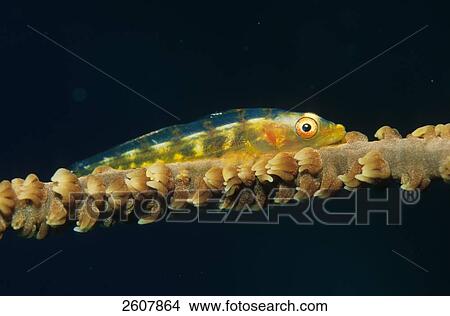 Picture - Close-up of Bryaninops tigris underwater . Fotosearch