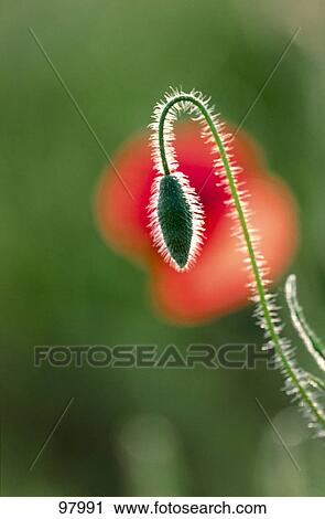Close-up of bud of Corn Poppy (Papaver rhoeas) View Large Photo Image Stock Image - Close-up of bud of Corn Poppy (Papaver rhoeas) . Fotosearch