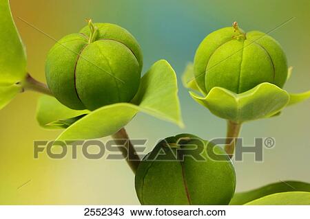 Stock Image - Close-up of buds of Caper (Capparis spinosa) . Fotosearch