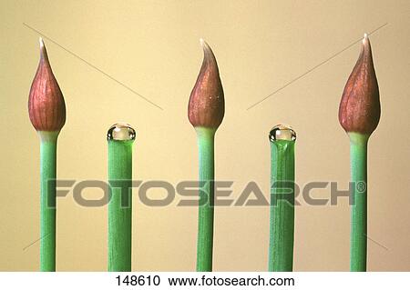 Close-up of buds of chive herbs View Large Photo Image Stock Image - Close-up of buds of chive herbs . Fotosearch