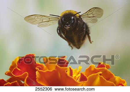 Close-up of Buff-tailed Bumblebee (Bombus terrestris) flying over flower View Large Photo Image Stock Photograph - Close-up of Buff-tailed Bumblebee (Bombus terrestris) flying over flower . Fotosearch