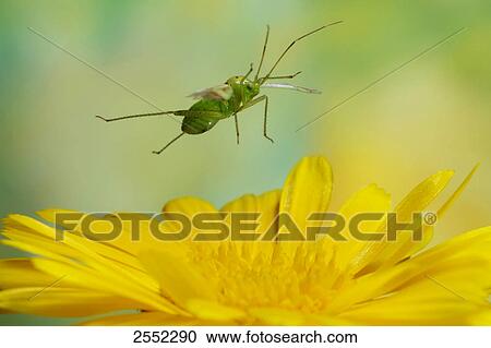 Stock Image - Close-up of bug of Calocoris norvegicus flying over flower . Fotosearch