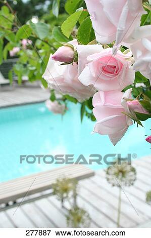 Close-up of bunch of roses View Large Photo Image Stock Photo - Close-up of bunch of roses . Fotosearch