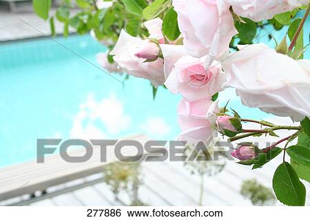 Close-up of bunch of roses View Large Photo Image Stock Photograph - Close-up of bunch of roses . Fotosearch