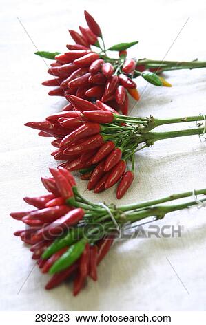Close-up of bunches of chilli peppers View Large Photo Image Stock Image - Close-up of bunches of chilli peppers . Fotosearch