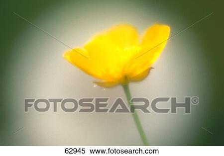 Close-up of buttercup flower View Large Photo Image Stock Photography - Close-up of buttercup flower . Fotosearch