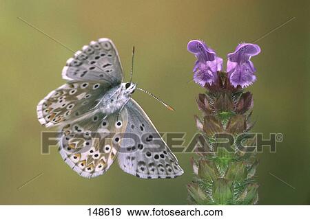 Close-up of butterfly flying near flower View Large Photo Image Stock Photo - Close-up of butterfly flying near flower . Fotosearch