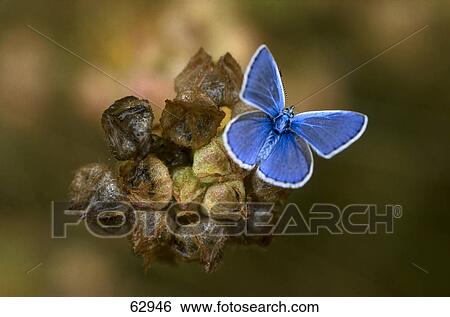 Stock Photograph - Close-up of butterfly pollinating on Common Blue (Polyommatus icarus) flower . Fotosearch