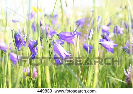 Stock Photo - Close-up of Canterbury bell flowers . Fotosearch