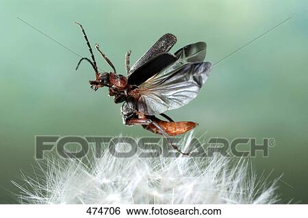 Stock Photograph - Close-up of Cantharis fusca beetle hovering over flower . Fotosearch