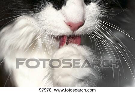 Stock Photo - Close-up of cat licking its paw . Fotosearch