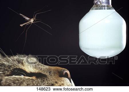 Stock Image - Close-up of cat looking at insect flying around light bulb . Fotosearch