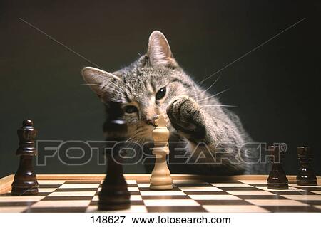 Stock Photo - Close-up of cat playing chess . Fotosearch