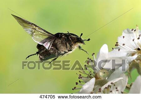 Close-up of Cetonia aurata beetle hovering over flower View Large Photo Image Stock Photography - Close-up of Cetonia aurata beetle hovering over flower . Fotosearch