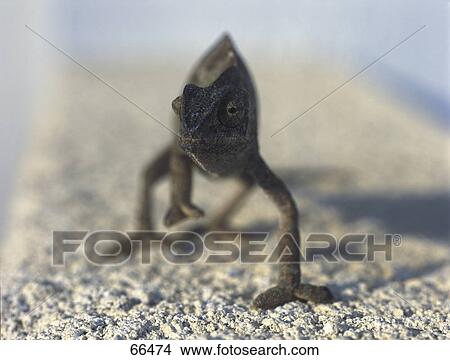 Close-up of chameleon walking on wall View Large Photo Image Picture - Close-up of chameleon walking on wall . Fotosearch