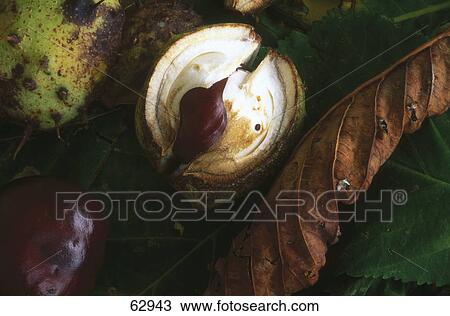 Stock Image - Close-up of chestnut fruit . Fotosearch