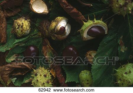 Close-up of chestnut fruits with leaves View Large Photo Image Stock Image - Close-up of chestnut fruits with leaves . Fotosearch