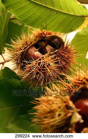 Close-up of chestnuts View Large Photo Image Picture - Close-up of chestnuts . Fotosearch
