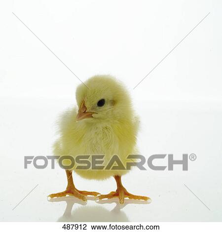 Stock Image - Close-up of chick against white background . Fotosearch