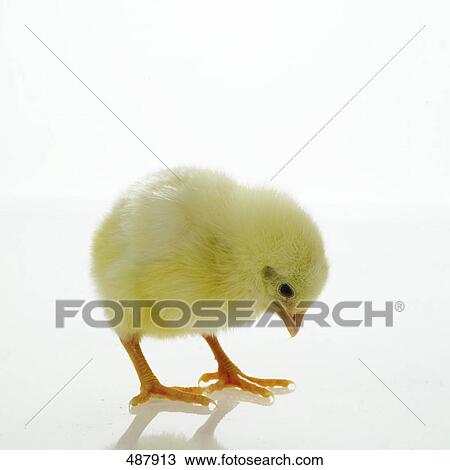 Close-up of chick against white background View Large Photo Image Stock Image - Close-up of chick against white background . Fotosearch