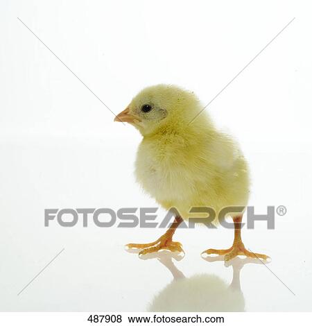 Close-up of chick against white background View Large Photo Image Stock Photo - Close-up of chick against white background . Fotosearch