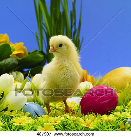 Close-up of chick and cowslip flowers View Large Photo Image Stock Photo - Close-up of chick and cowslip flowers . Fotosearch