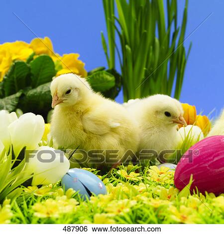 Stock Photograph - Close-up of chicks and cowslip flowers . Fotosearch