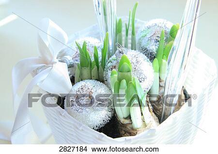Picture - Close-up of christmas baubles in flower pot . Fotosearch